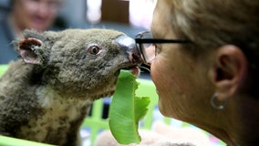 Australian wildfires: Here’s how to help those in need as flames engulf wildlife, homes