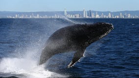 New project counts whales from space