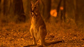 Australian wildfires kill 24 people, at least half a billion animals