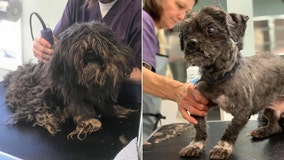 Virginia Beach animal shelter removes almost 9 pounds of matted fur from Shih Tzu