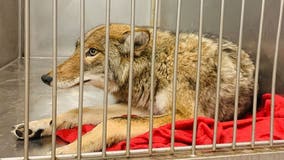 Captured coyote undergoes DNA test to confirm if it bit 6-year-old boy