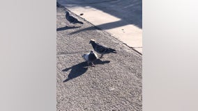 Pigeon wearing tiny sombrero discovered in Reno