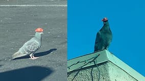 Pigeon dies after having cowboy hat glued on its head, rescue group says