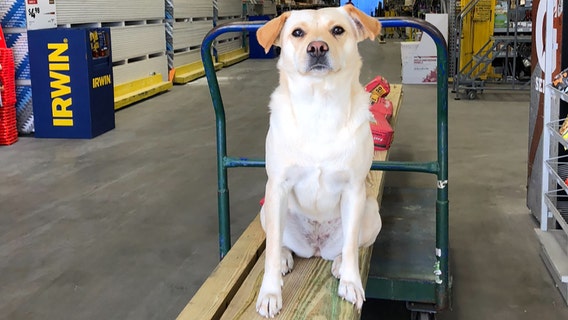 South Carolina man finds his stolen dog dead along a highway