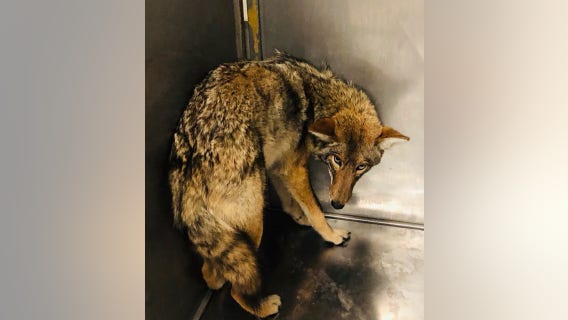 Tests confirm coyote caught last week is the same animal that attacked 6-year-old boy