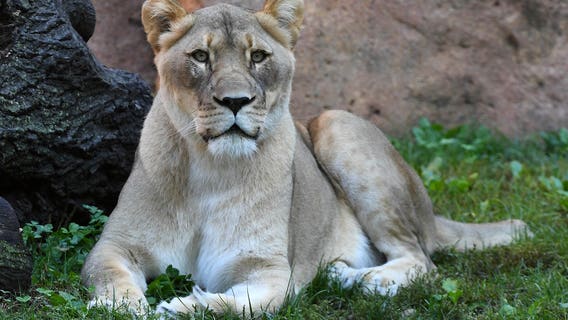 Brookfield Zoo euthanizes 14-year-old female African lion