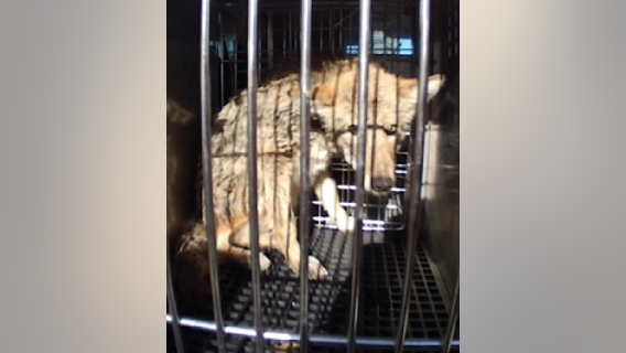 Coyote ‘scared’ but doing ‘fine’ after being rescued from Monroe Harbor