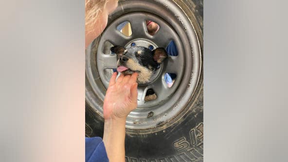 Video: Mischievous 3-month-old puppy rescued after getting head stuck in spare tire in Coachella