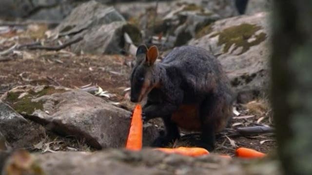 New South Wales authorities drop vegetables from helicopter to feed animals in Australia