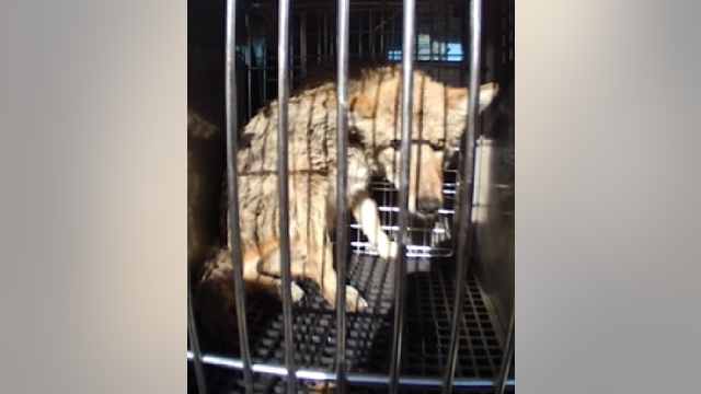 Coyote ‘scared’ but doing ‘fine’ after being rescued from Monroe Harbor