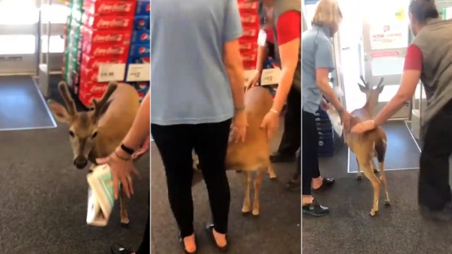 Shop staff rush to shoo hungry deer from Florida store