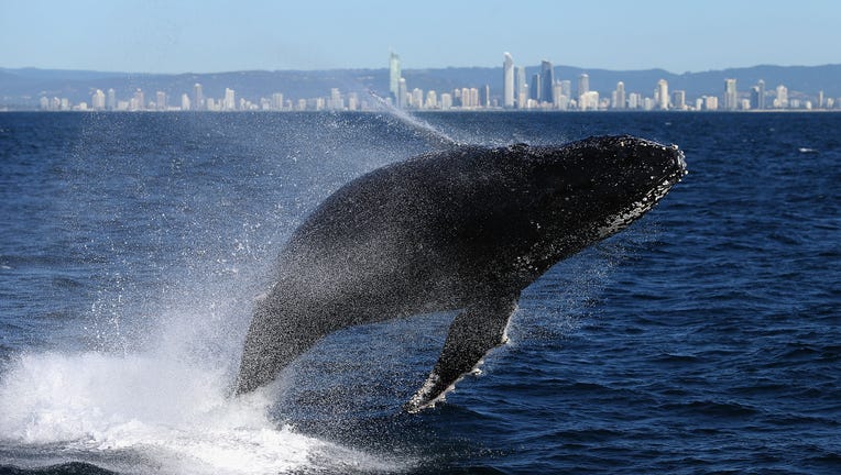 Whale breaching off Australian coast