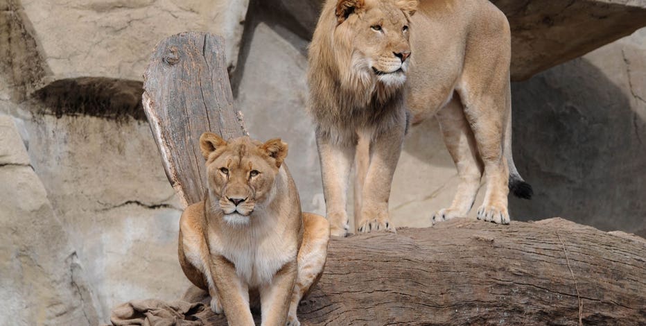 Directions To Brookfield Zoo Brookfield Zoo Euthanizes 14-Year-Old Female African Lion