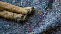 6 dogs found dead in bags in suburbs: 'Deeply disturbing'