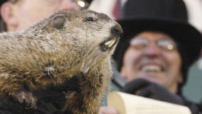 Punxsutawney Phil does not cast shadow, predicts early spring