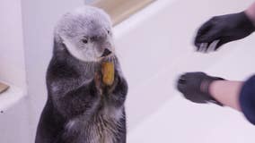 Shedd otters show off football skills for Super Bowl Sunday