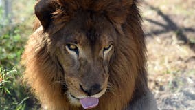 Lions and tigers that had been abused, kept in scrapyard start new life at animal sanctuary