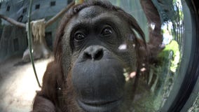 Orangutan who has legal 'personhood' status celebrates 34th birthday with new friend