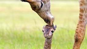 Newborn giraffe appears to get kissed on its forehead from its parents, adorable photos show