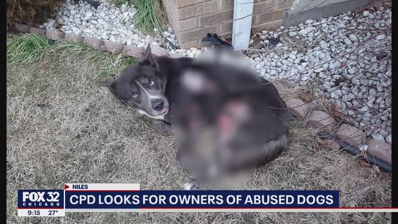 2 severely abused dogs found outside in Chicago, left for dead