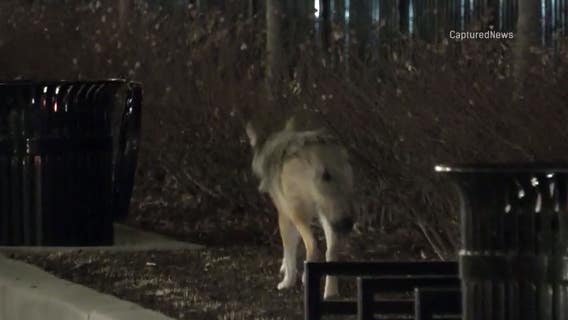 Parents, dog owners wonder what to do if you see a coyote