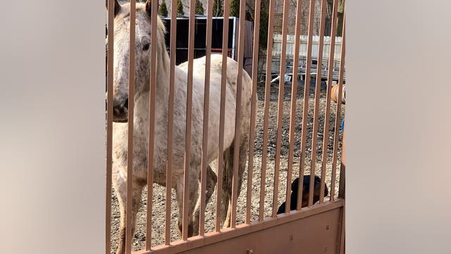 Horse found dead, another injured in Englewood yard