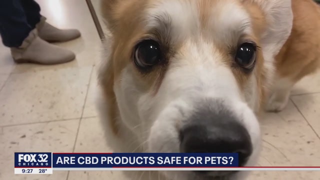 Are CBD products safe for pets? Owners swear by it