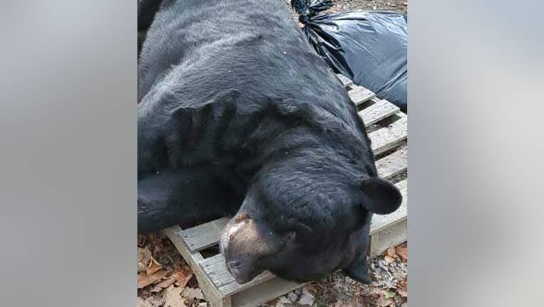 A 700-pound bear shot in New Jersey, pictured, has set a new world record as the largest black bear ever killed with a bow and arrow in North America. (Pope and Young Club)