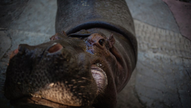 Hippopotamus: Narco Legacy In Colombia