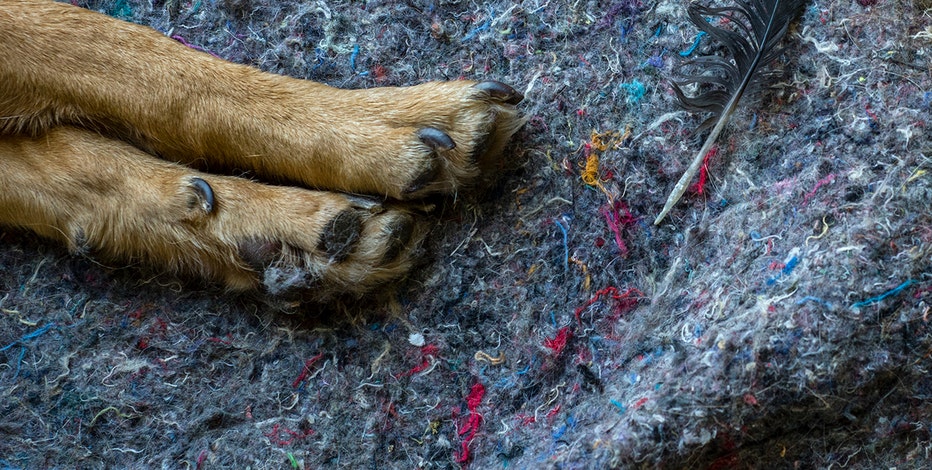 Six dogs found dead in bags in Chicago suburb: 'Deeply disturbing'