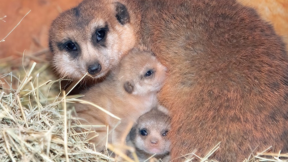 miami-baby-meerkats-2.jpg