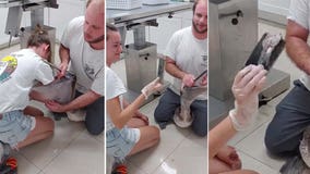 Pelican in Florida Keys plucks phone from woman's hand after mistaking it for food, wildlife experts say