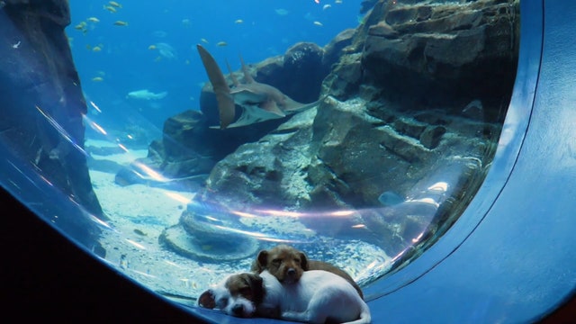 Puppies from Atlanta Humane Society visit Georgia Aquarium during COVID-19 closure
