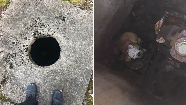 Pit bull puppy rescued after falling down 15-foot well, video shows