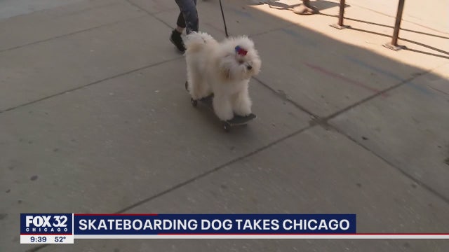 Skateboarding dog in Chicago brings cheer amid COVID-19 pandemic