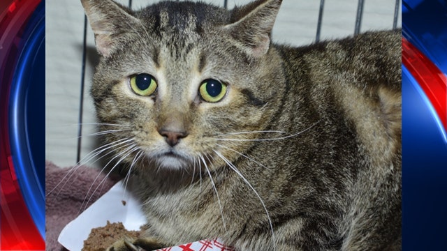 Cat in Belgium first known to test positive for coronavirus: report