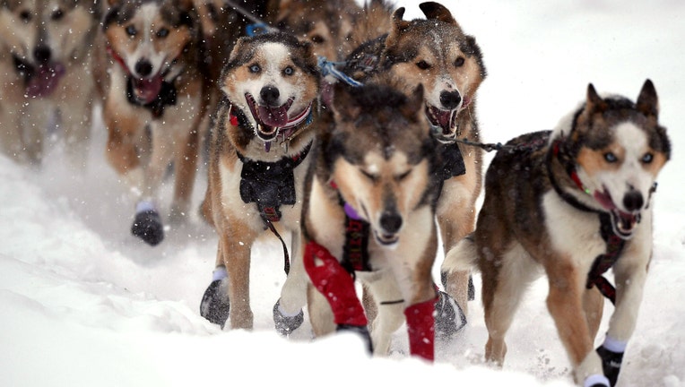 Dogs in the Iditarod Dog Sled Race