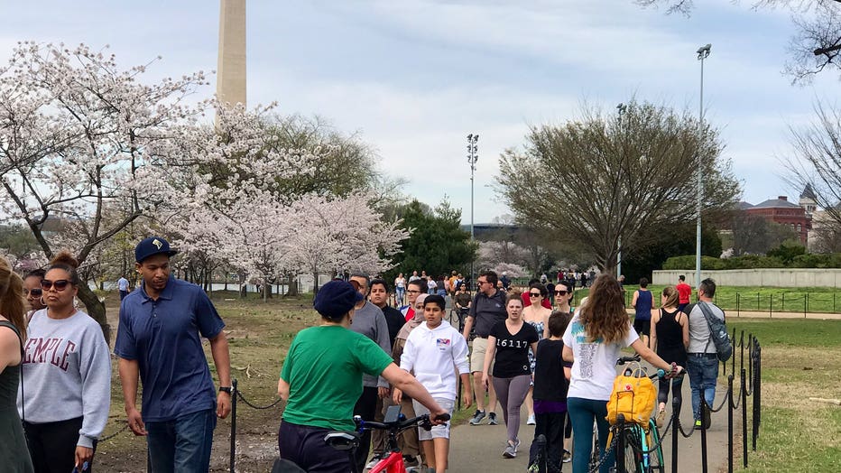 Tidal Basin Cherry Blossoms