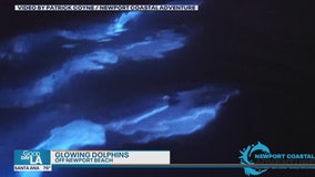 Glowing dolphins spotted in Newport Beach