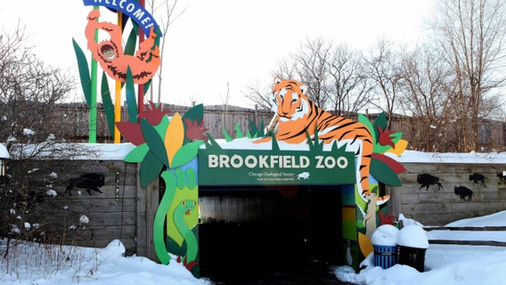 Brookfield Zoo cuts 56 positions as facilities remain closed