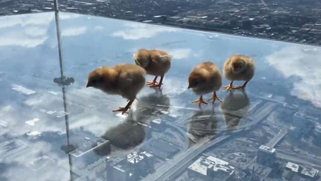 Chicks enjoy Easter weekend at Skydeck Chicago