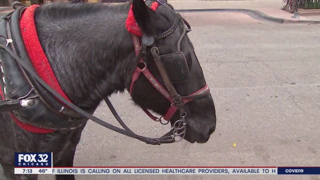 Chicago's horse-drawn carriages to end next year