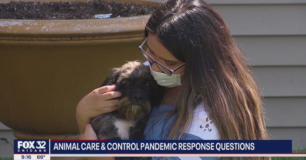4 years later, lost dog reunited with Chicago family | FOX 32 Chicago