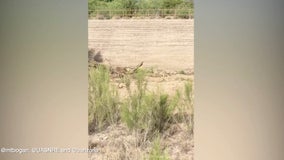 ‘I can’t believe it’: Man captures video of real-life ‘Wile E. Coyote’ chasing roadrunner