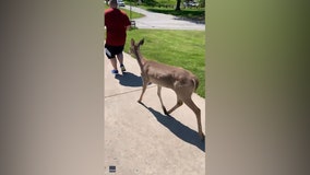 ‘It likes you’: Deer gallops alongside Missouri joggers on run