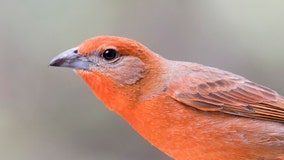 Interest in bird-watching skyrockets as people stay at home