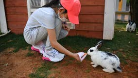 Rabbits are facing their own deadly virus outbreak which threatens to decimate the population