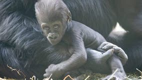 Baby gorilla badly injured in family fight at Seattle zoo