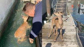 Deer in Chicago River rescued by officers on patrol boat