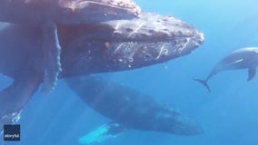 Family scattering grandmother’s ashes met by whales and dolphins in memorable encounter